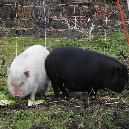 Gasthof Gruner Baum Inn